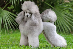 Poodle - az ember göndör barátja